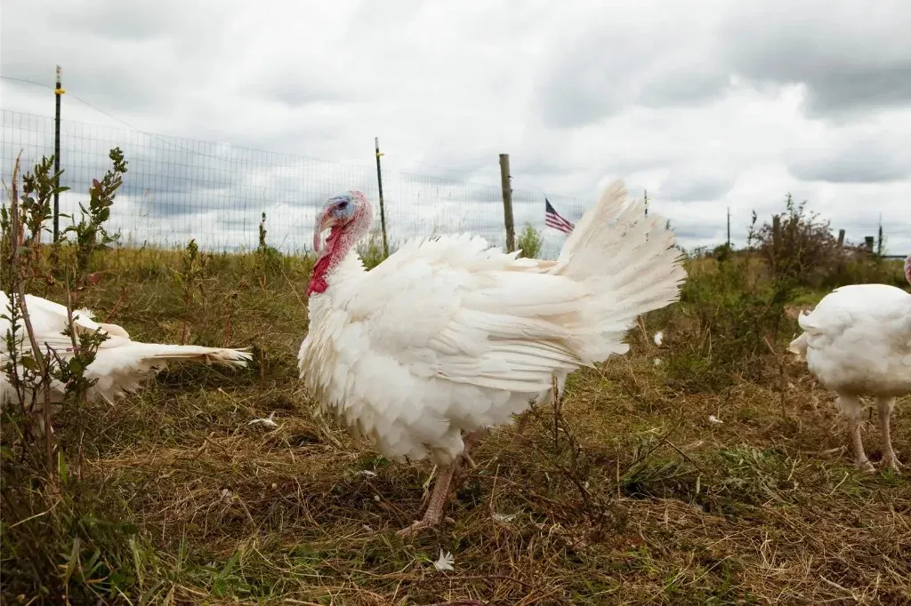 White turkeys in a pasture at McEnroe Organic Farm