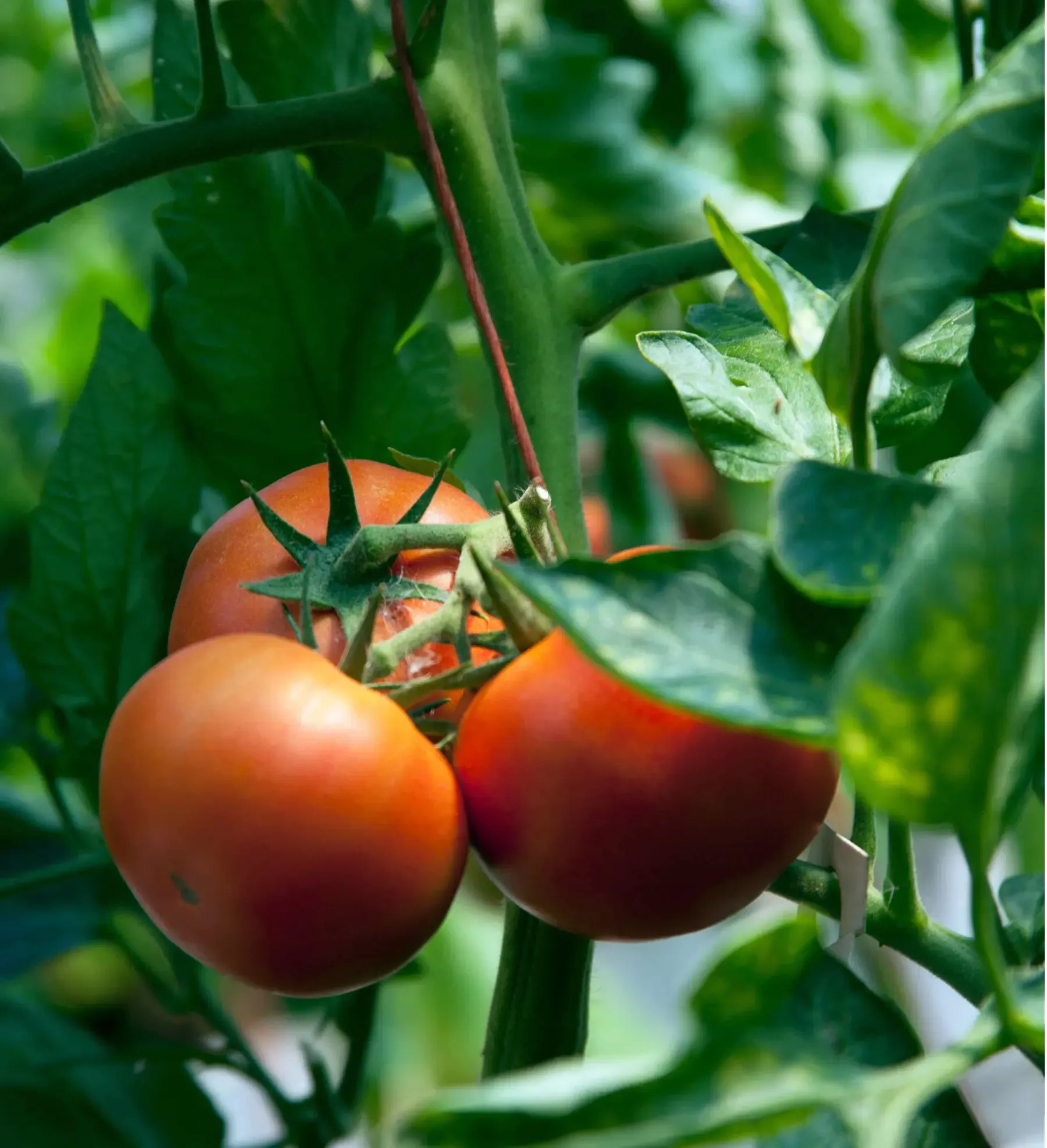 Fresh organic vegetables from our farm